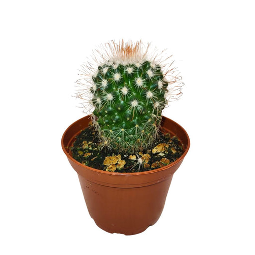 Mammillaria Spinosissima - Cactus en ligne