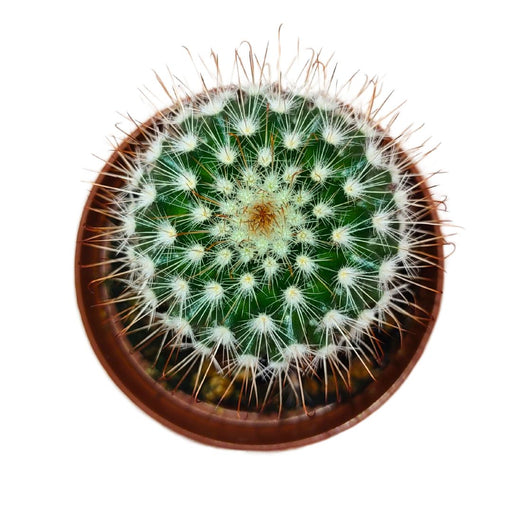 Mammillaria Spinosissima - Cactus en ligne