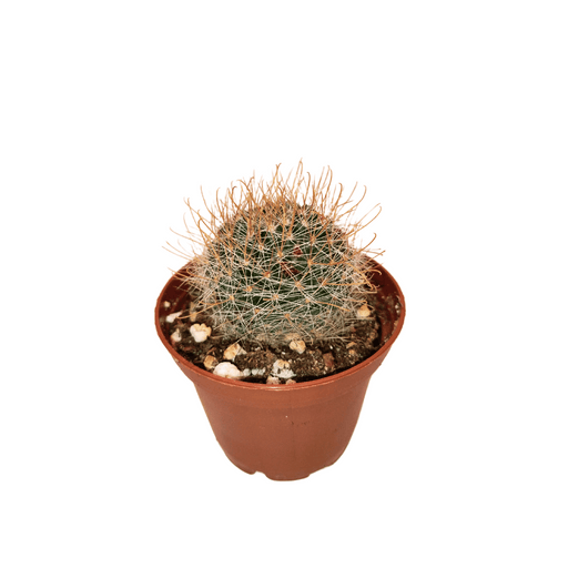 Mammillaria Zeilmanniana - Cactus en ligne