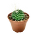 Mammillaria Spinosissima - Cactus en ligne