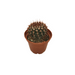 Mammillaria spinosissima Rubrispina - Cactus en ligne