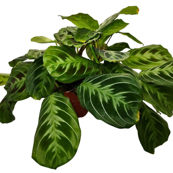 Maranta Cat Moustache - Cactus en ligne