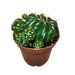 Matucana Paucicostata - Cactus en ligne