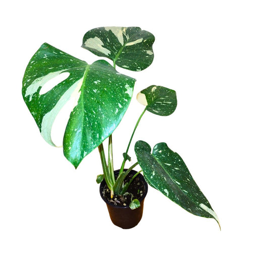 Monstera Deliciosa Thai Constellation - Cactus en ligne