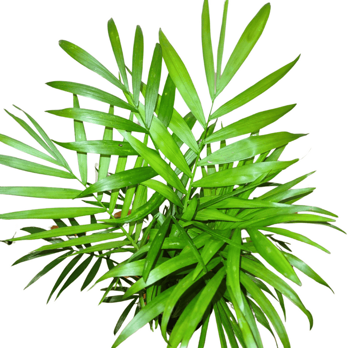 Neanthe Bella Palm - Cactus en ligne