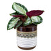 Nikolaos Tricolor Planter - Cactus en ligne