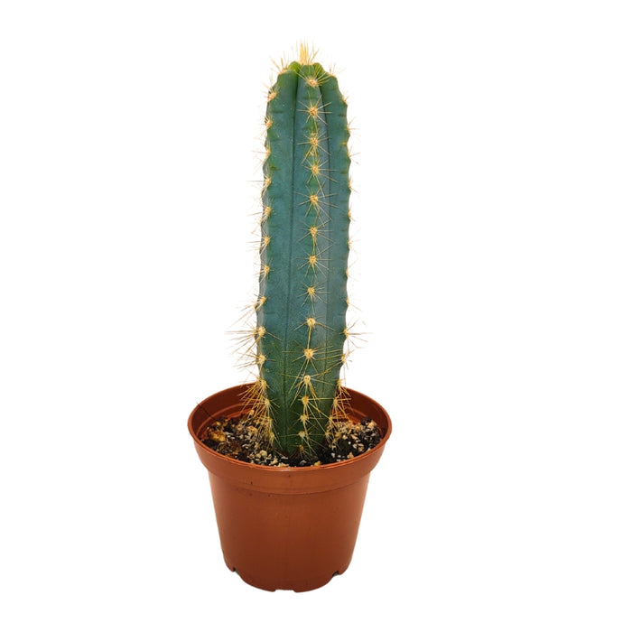 Pilosocereus Pachycladus (Blue Torch)