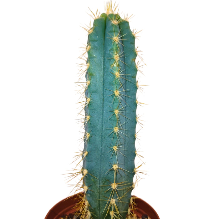 Pilosocereus Pachycladus (Blue Torch)