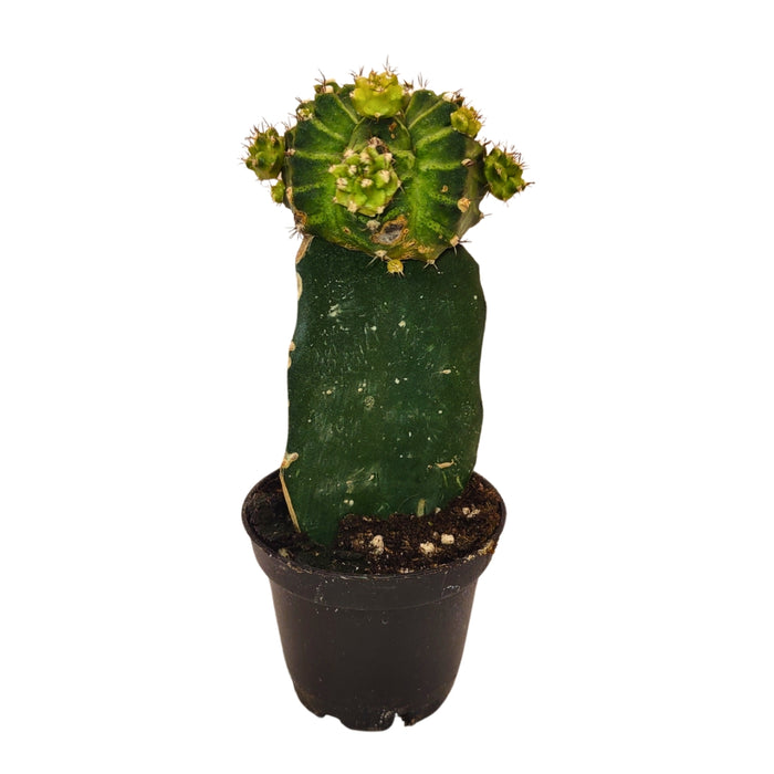 Moon Cactus