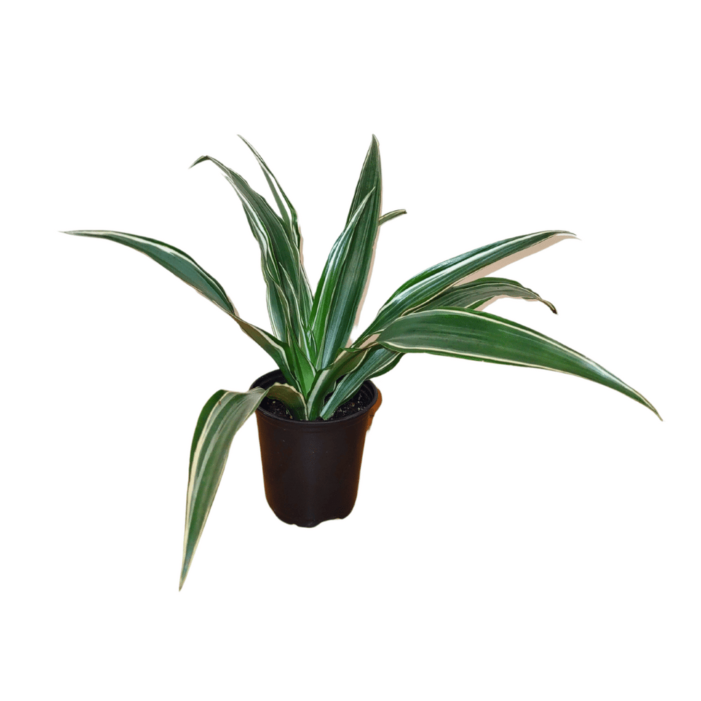 dracaena warneckii wikipedia Dracaena Warneckii Green and White — Cactus en Ligne