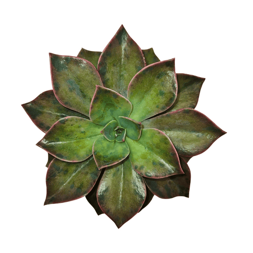 Echeveria Gibbiflora Pink - Cactus en ligne