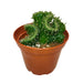 Opuntia Cylindrica Cristata - Cactus en ligne