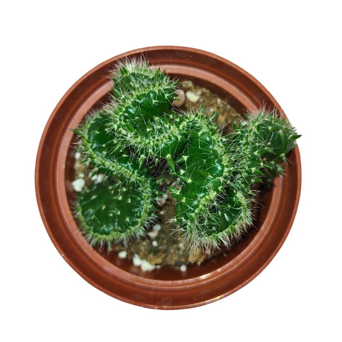Opuntia Cylindrica Cristata - Cactus en ligne