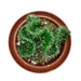 Opuntia Cylindrica Cristata - Cactus en ligne
