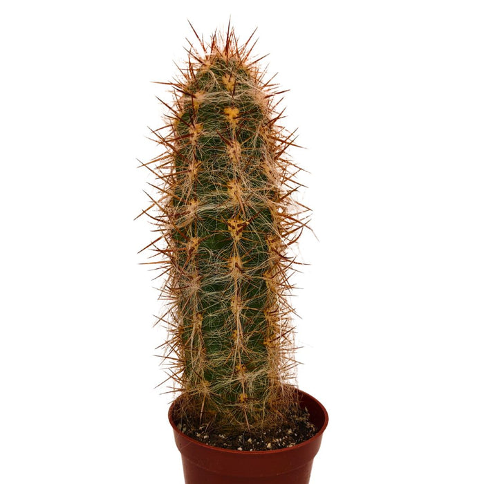 Oreocereus Celsianus "The old man of Andes" - Cactus en ligne