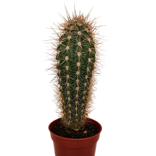 Pachycereus Pringlei - Cactus en ligne