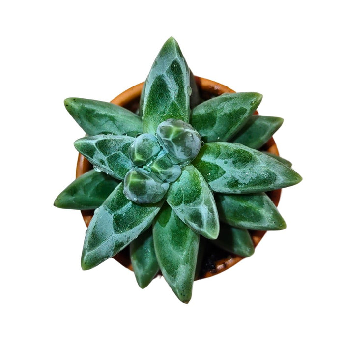 pachyphytum compactum succulent Pachyphytum Compactum — Cactus en Ligne