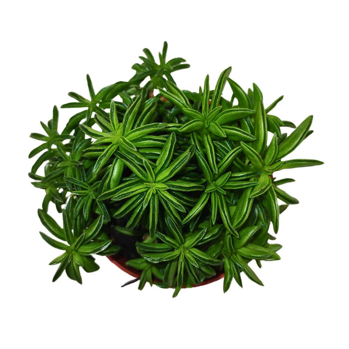 Peperomia Axillaris - Cactus en ligne