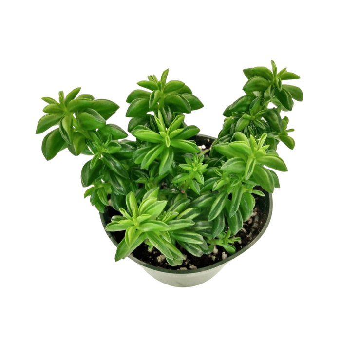 prayer pepper plant Peperomia Dolabriformis — Cactus en Ligne