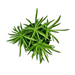 Peperomia Ferreyrae 'Green Bean' - Cactus en ligne
