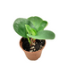 Peperomia Obtusifolia Green 2.5'' - Cactus en ligne