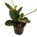 Peperomia Obtusifolia Red Edge - Cactus en ligne