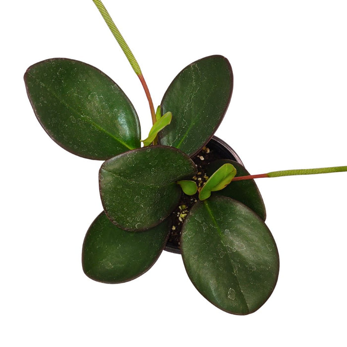 Peperomia Obtusifolia Red Edge - Cactus en ligne