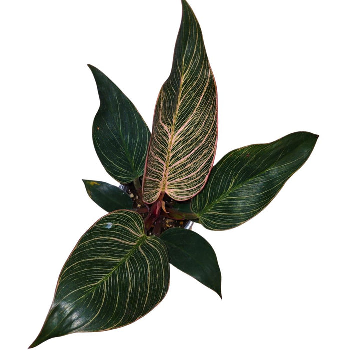 Philodendron Birkin 'Pink Bikini' - Cactus en ligne