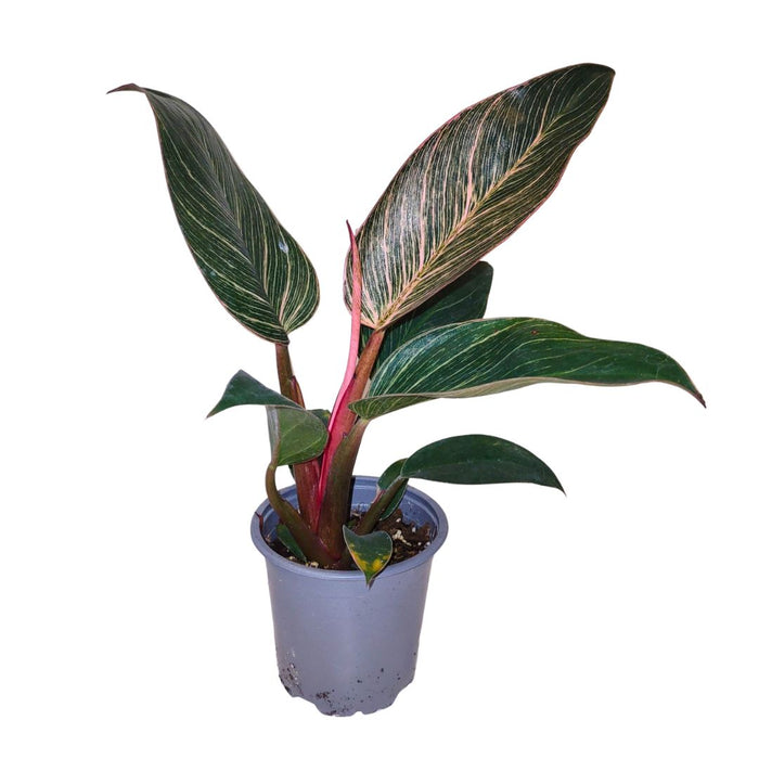 Philodendron Birkin 'Pink Bikini' - Cactus en ligne