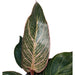 Philodendron Birkin 'Pink Bikini' - Cactus en ligne