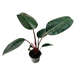 Philodendron 'Congo Rojo' - Cactus en ligne