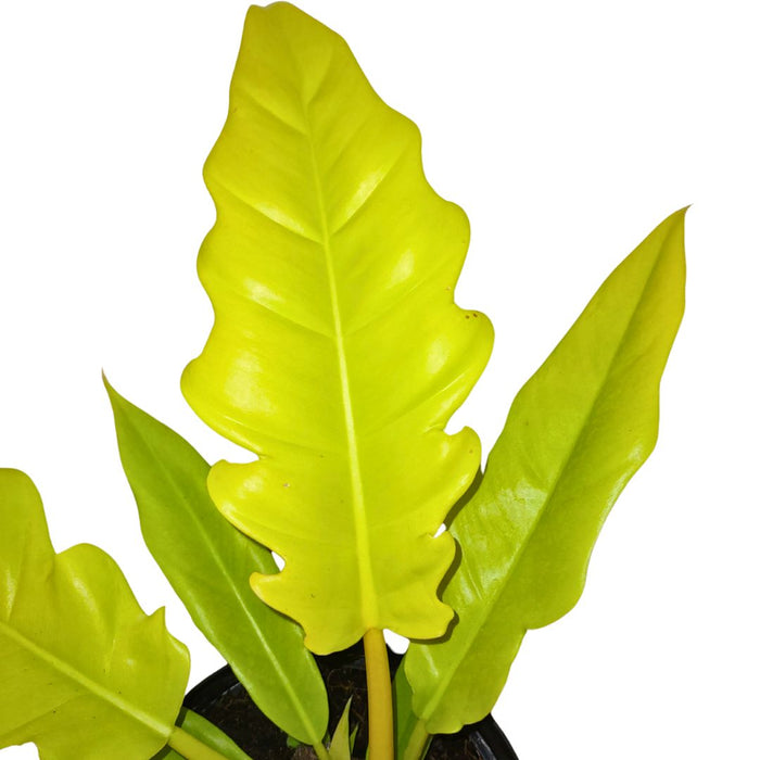 philodendron golden gator Philodendron Golden Crocodile — Cactus en Ligne