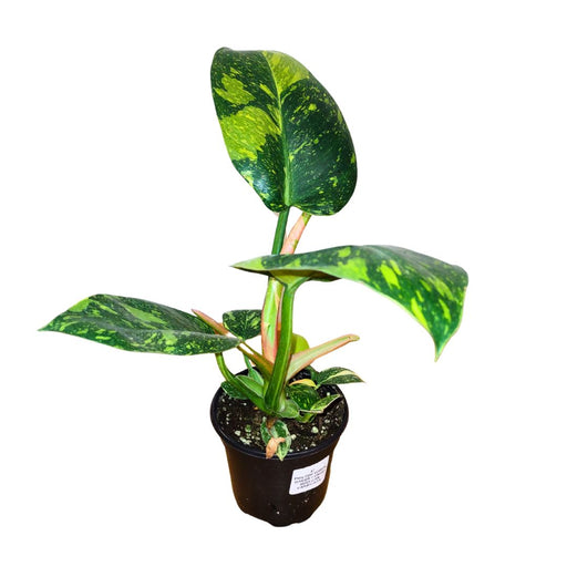 Philodendron Green Congo Nuclear Variegated - Cactus en ligne