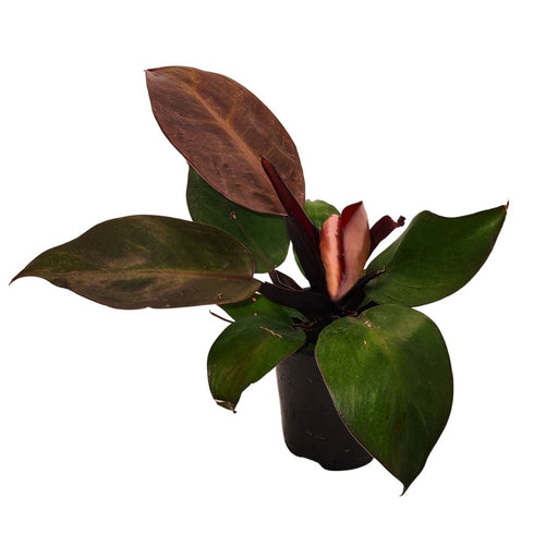 Philodendron McColley's Finale - Cactus en ligne