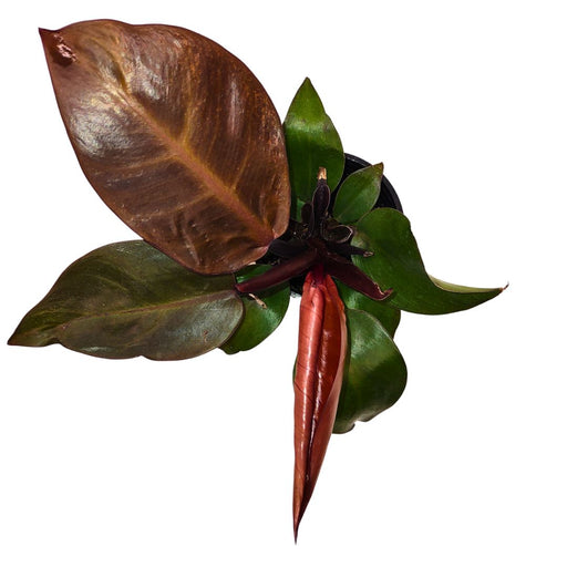 Philodendron McColley's Finale - Cactus en ligne