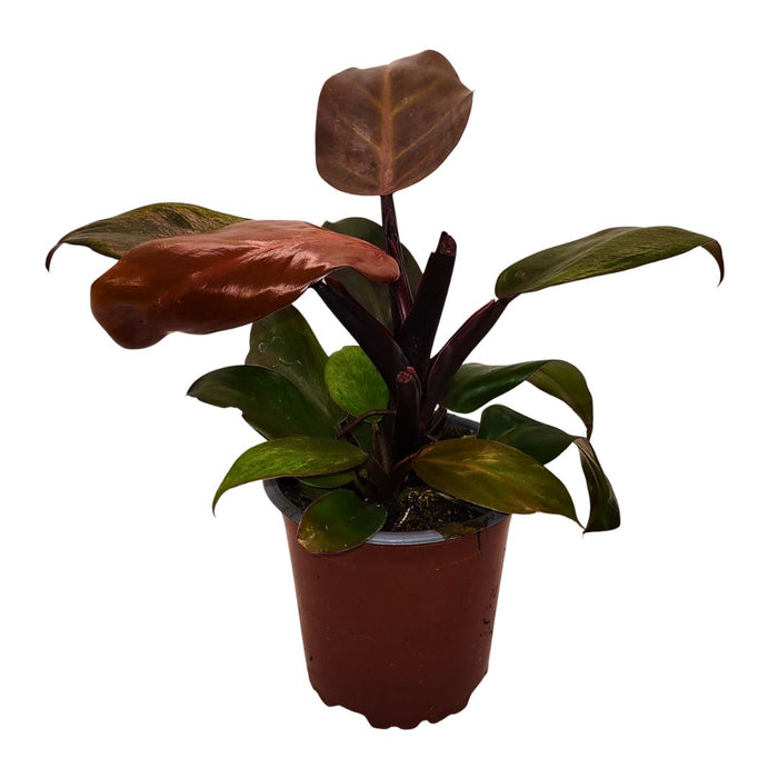 Philodendron Red Sun - Cactus en ligne