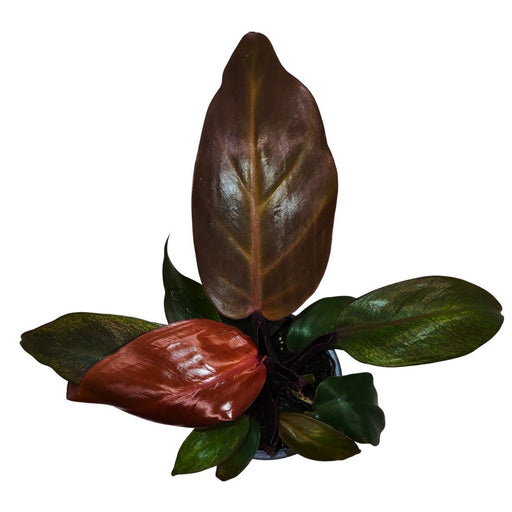 Philodendron Red Sun - Cactus en ligne