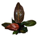 Philodendron Red Sun - Cactus en ligne