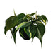 Philodendron Silver Stripe - Cactus en ligne