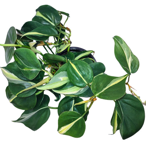 Philodendron Silver Stripe - Cactus en ligne