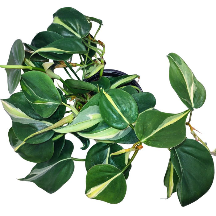 Philodendron Silver Stripe - Cactus en ligne