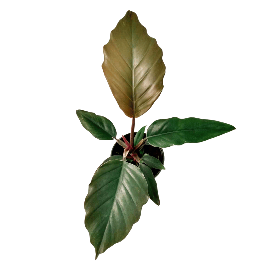 chocolate empress philodendron Philodendron 'Chocolate Empress' — Cactus en Ligne