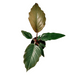 Philodendron 'Chocolate Empress' - Cactus en ligne