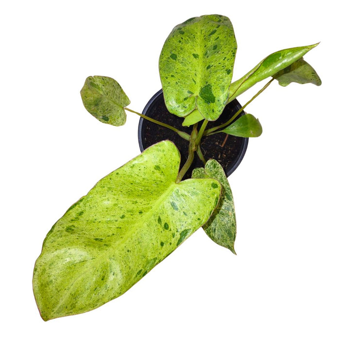 Philodendron 'Paraiso Verde' - Cactus en ligne