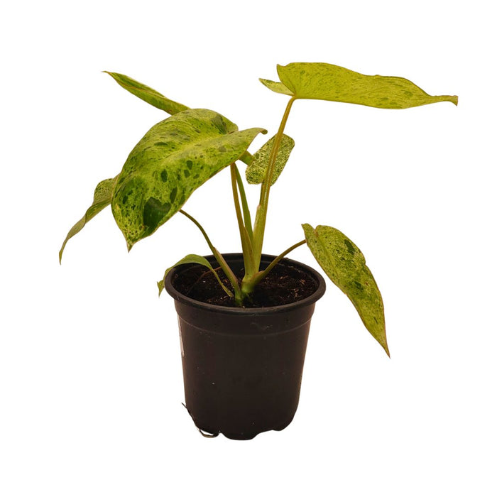 Philodendron 'Paraiso Verde' - Cactus en ligne