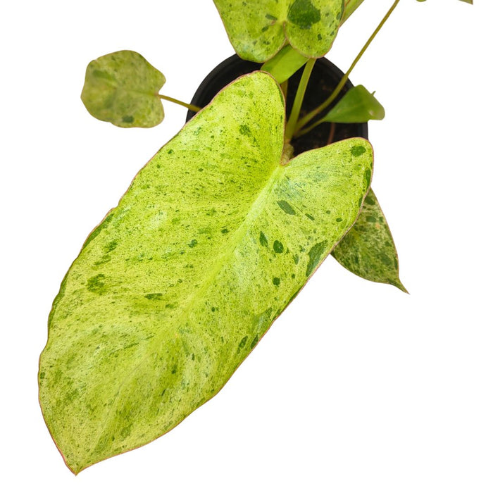Philodendron 'Paraiso Verde' - Cactus en ligne