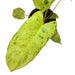 Philodendron 'Paraiso Verde' - Cactus en ligne