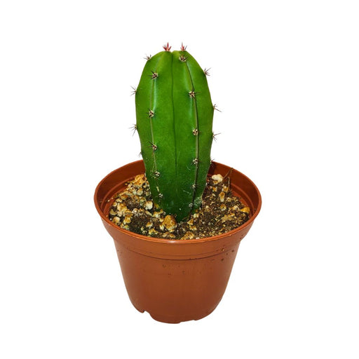 Polaskia Chende - Cactus en ligne