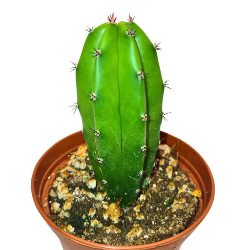 Polaskia Chende - Cactus en ligne