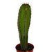 Polaskia Chichipe - Cactus en ligne